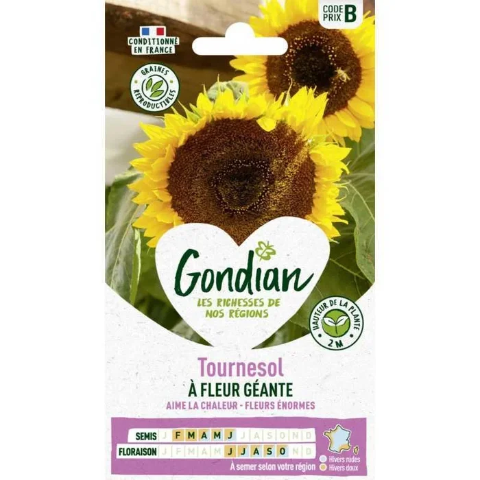 Tournesol à fleur géante France Elevage Gondian